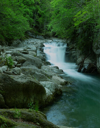selva de Irati